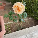 בית נופש Midori-an 緑庵 - The Garden מאלייה