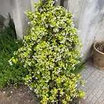 Midori-an 緑庵 - The Garden