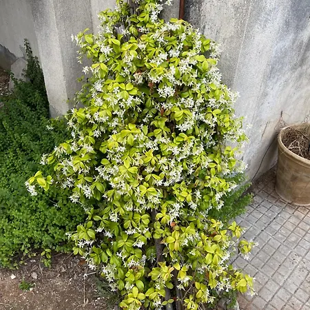 Midori-an 緑庵 - The Garden