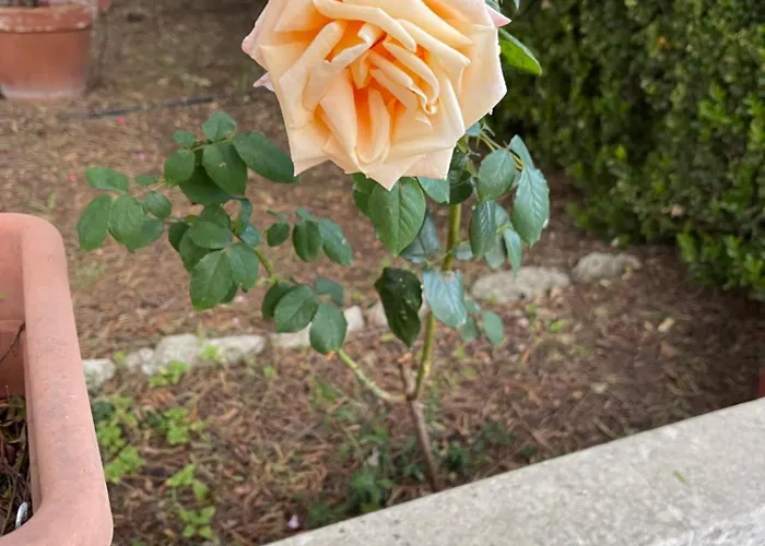 Tatil Evi Midori-an 緑庵 - The Garden Maglie