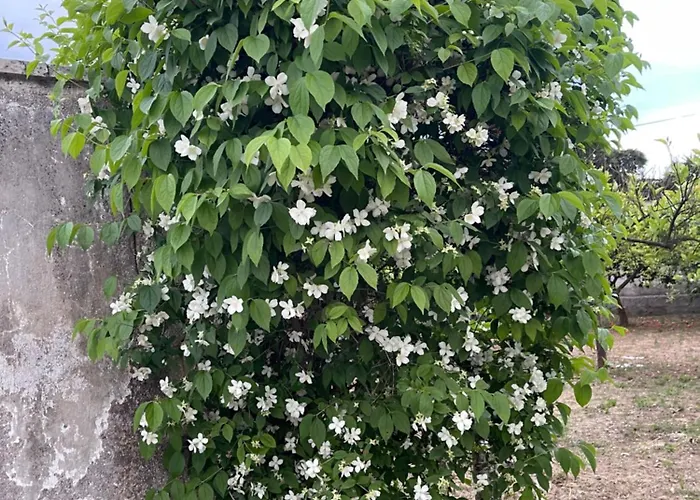 Midori-an 緑庵 - The Garden *