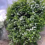Midori-an 緑庵 - The Garden * Maglie