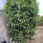Midori-an 緑庵 - The Garden *