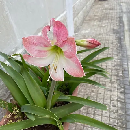 Midori-an 緑庵 - The Garden * 말리에