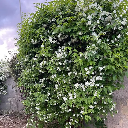 Midori-an 緑庵 - The Garden * Maglie