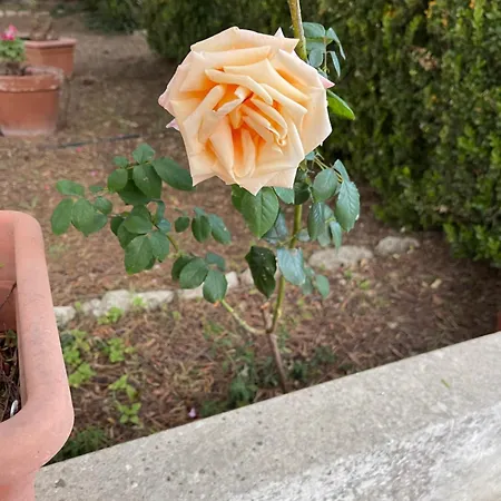 펜션 Midori-an 緑庵 - The Garden 말리에