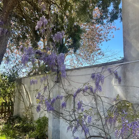 Midori-an 緑庵 - The Garden * Maglie