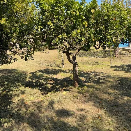 Midori-an 緑庵 - The Garden 马利耶