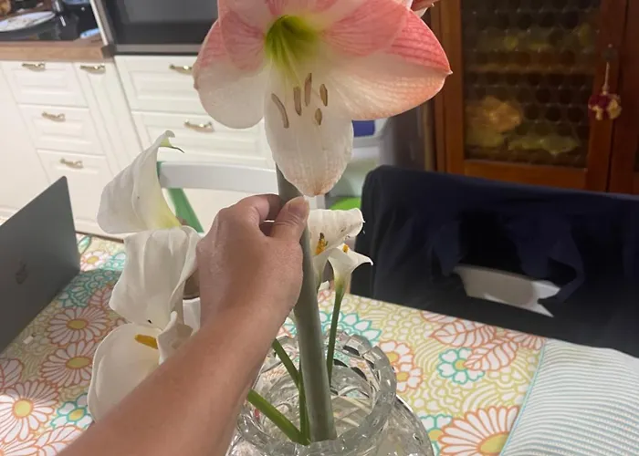 Midori-an 緑庵 - The Garden