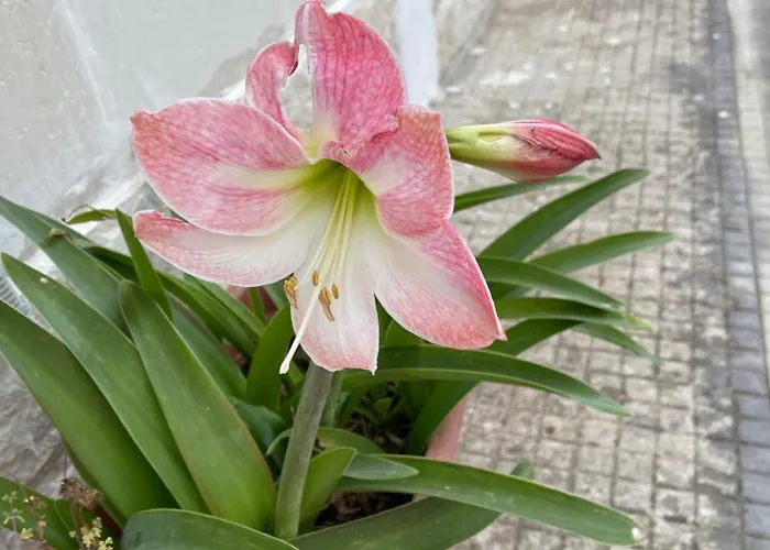 Midori-an 緑庵 - The Garden * Maglie