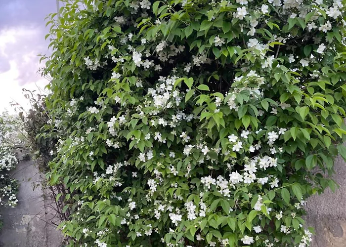 Midori-an 緑庵 - The Garden * Maglie