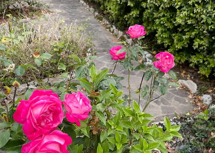 Vakantiehuis Midori-an 緑庵 - The Garden *