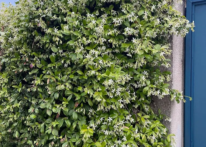 Midori-an 緑庵 - The Garden * Maglie