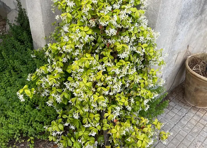 Midori-an 緑庵 - The Garden